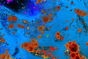 How does cellular senescence impacts longevity?